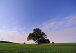 Der Baum und die Sterne in Deutschland